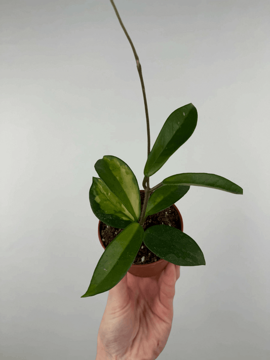 Hoya “Tricolor” | Nina
