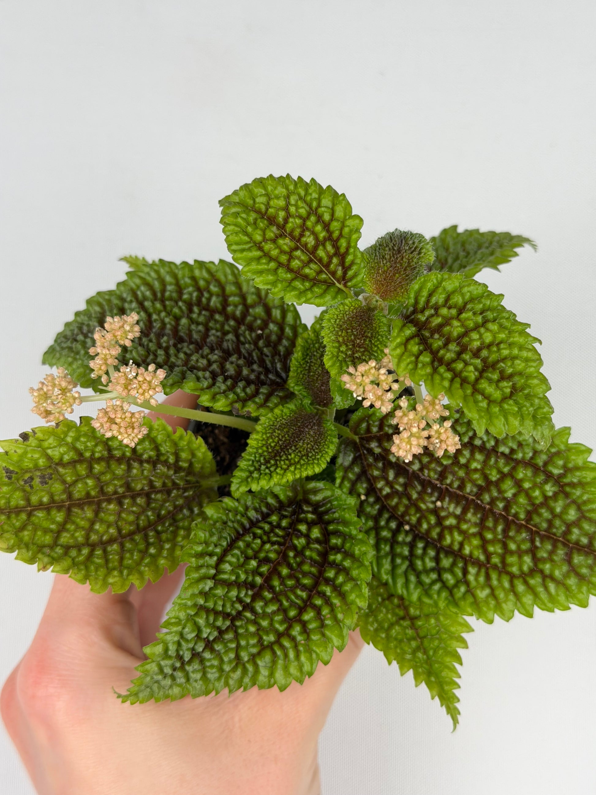 Pilea mollis 'Moon Valley' Pilea Tropical Corner