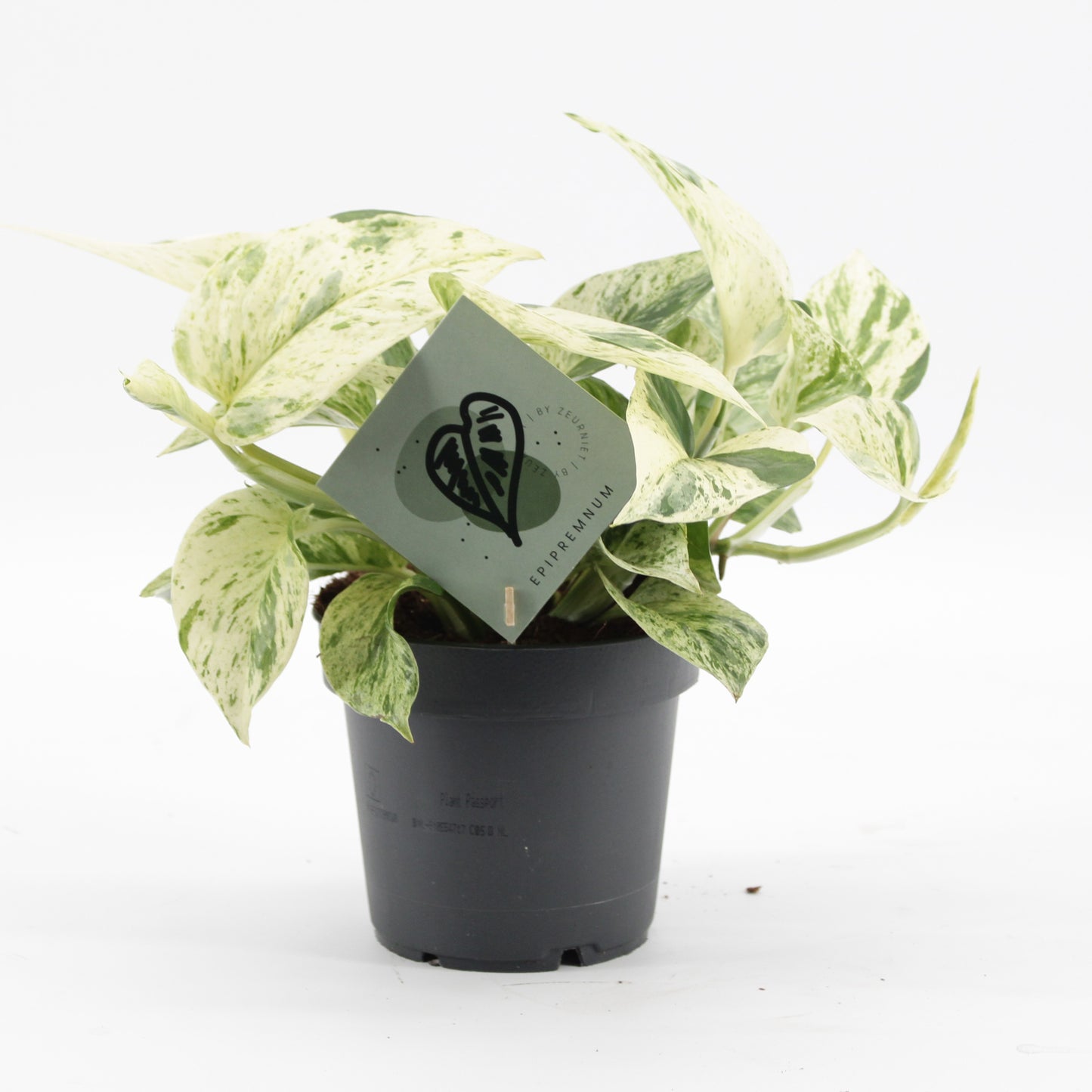 Epipremnum pinnatum 'Snow Leopard'