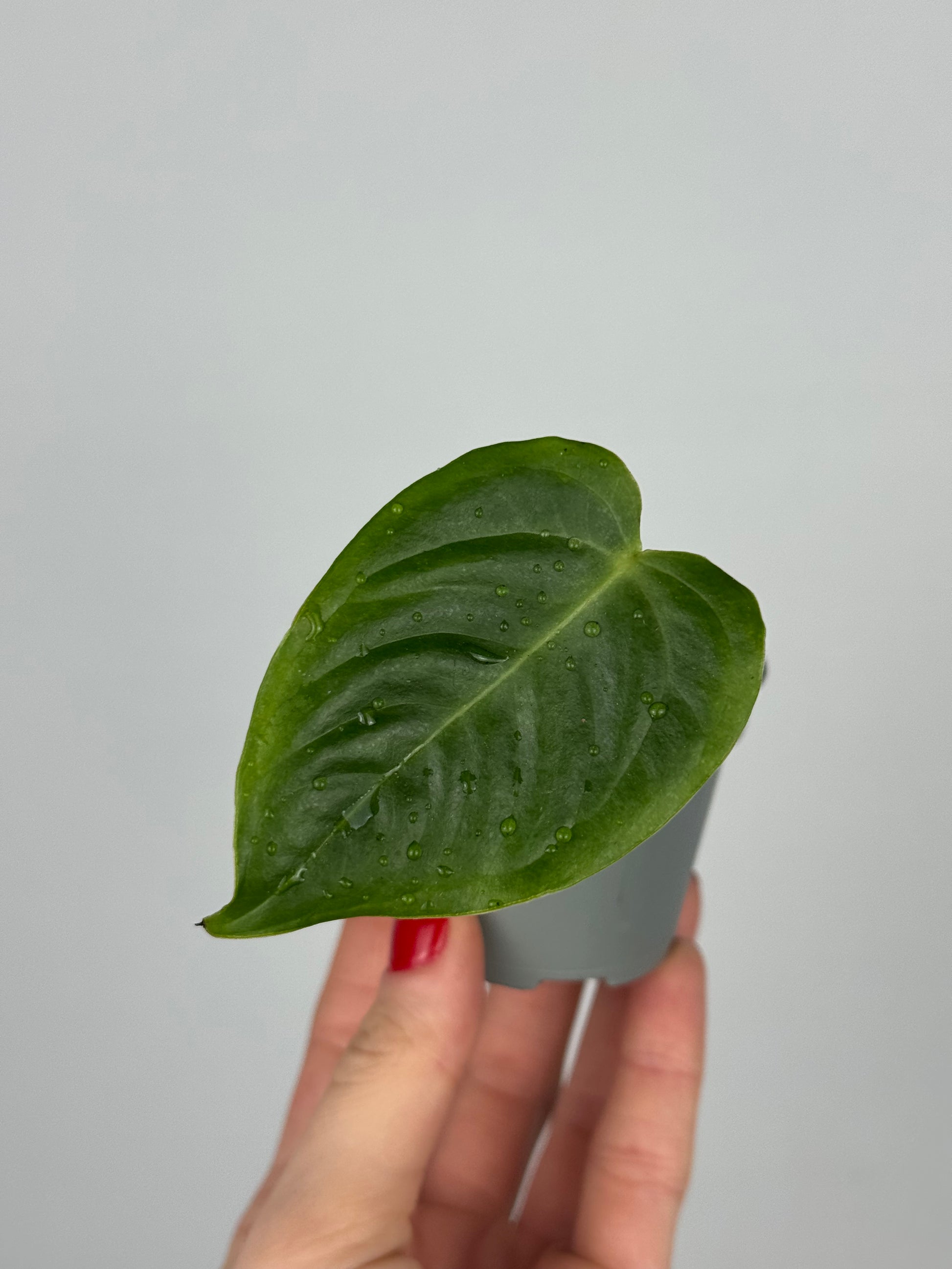 Anthurium Veitchii | Jordan