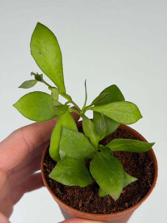 Hoya Heuschkeliana Hoya Tropical Corner