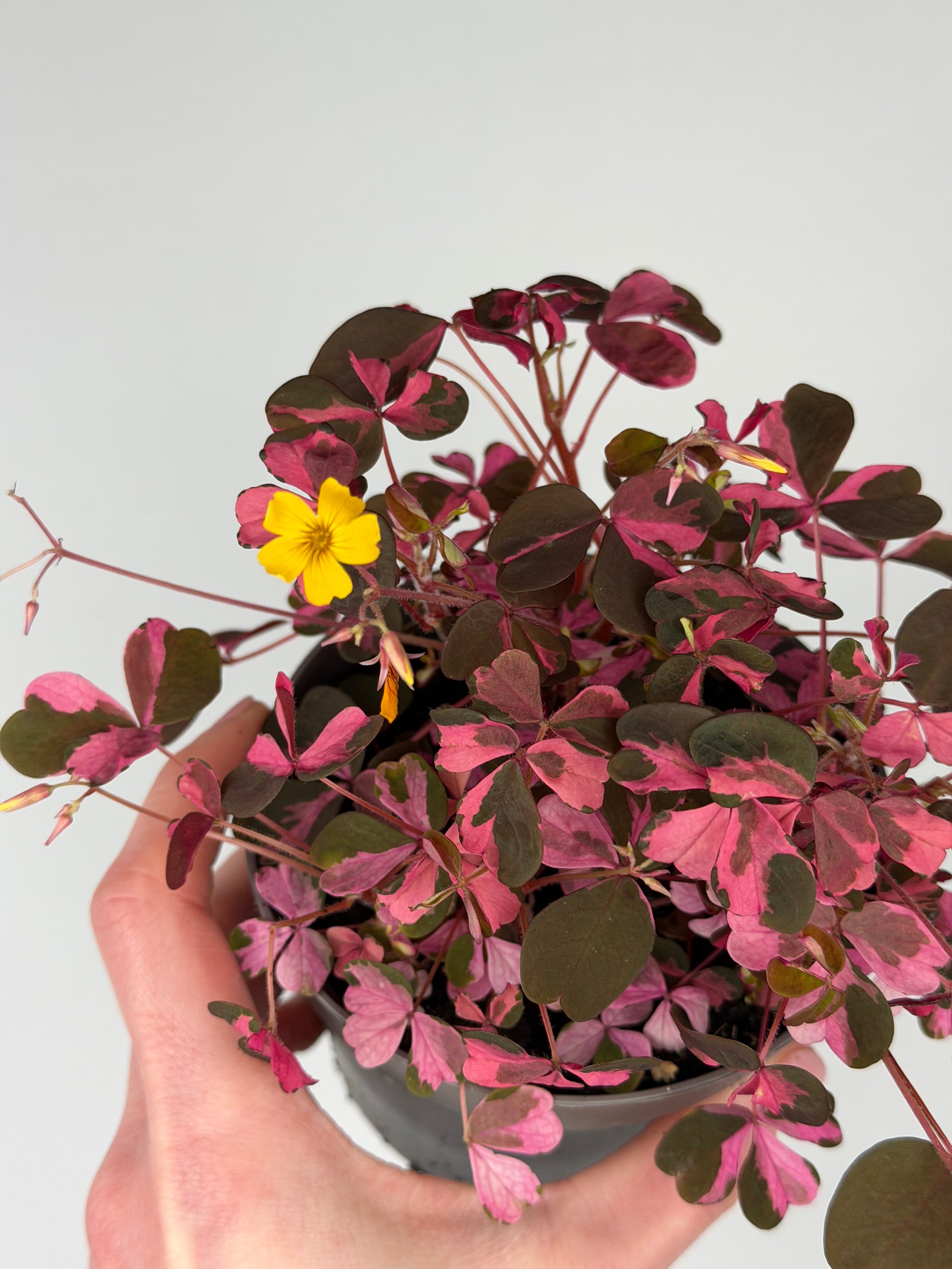 Oxalis Vulcanicola 'Plum Crazy' Oxalis Tropical Corner