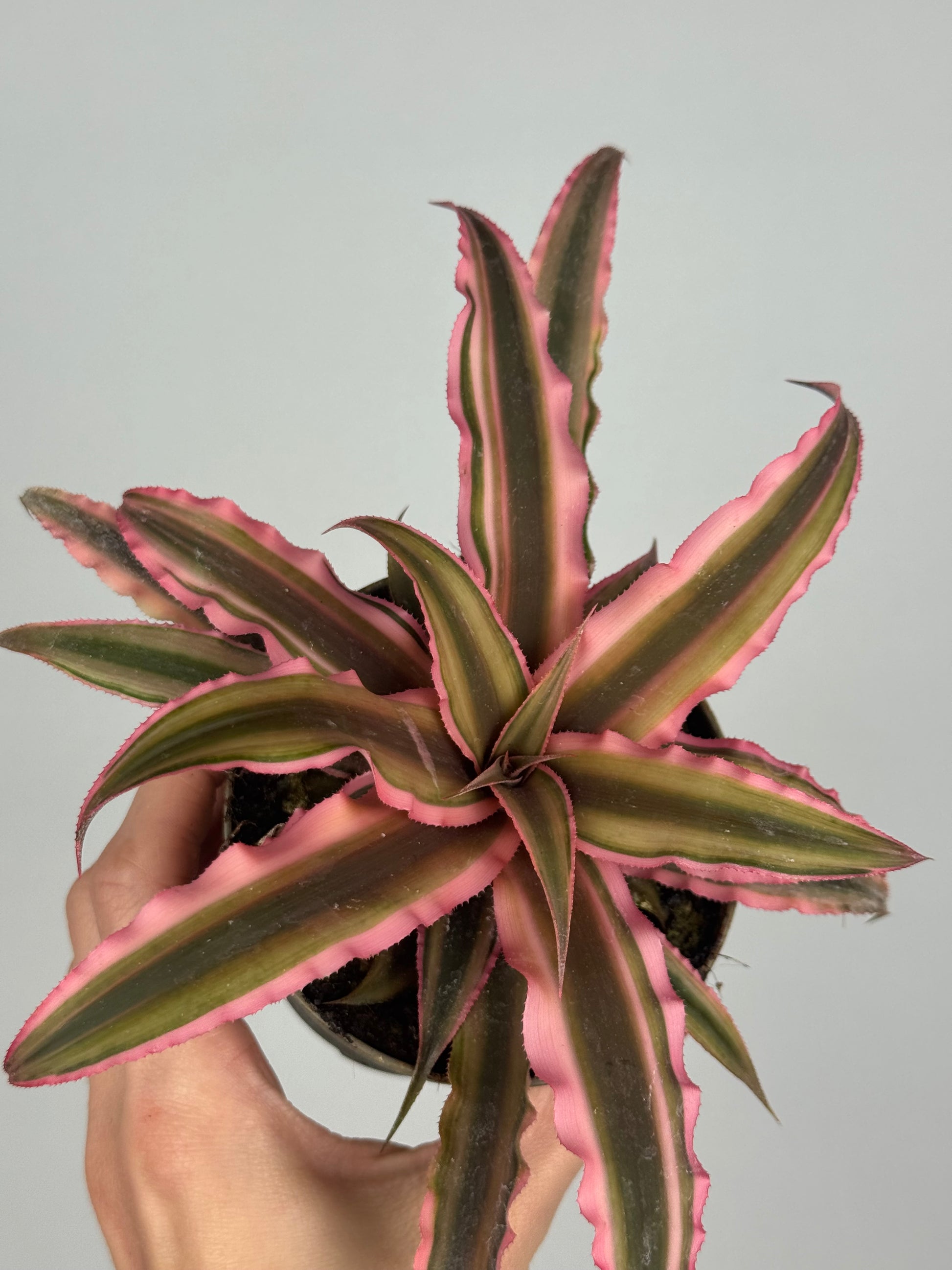 Cryptanthus Bivittatus “Pink Starlight”