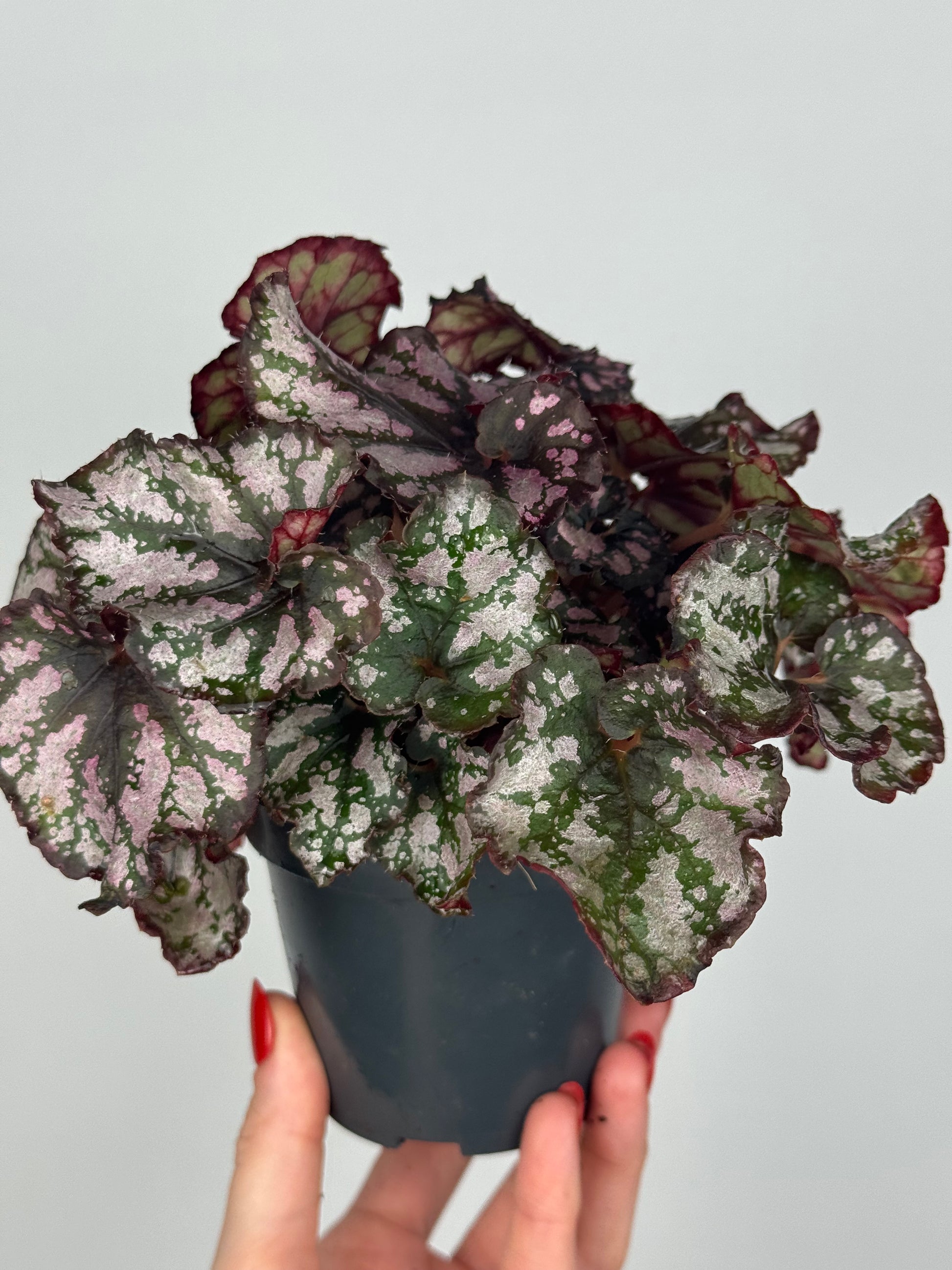 Begonia Harmony’s 'Twisted Sister'