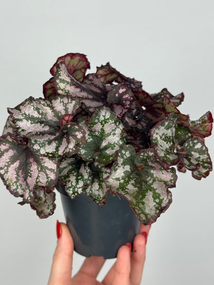 Begonia Harmony’s 'Twisted Sister'