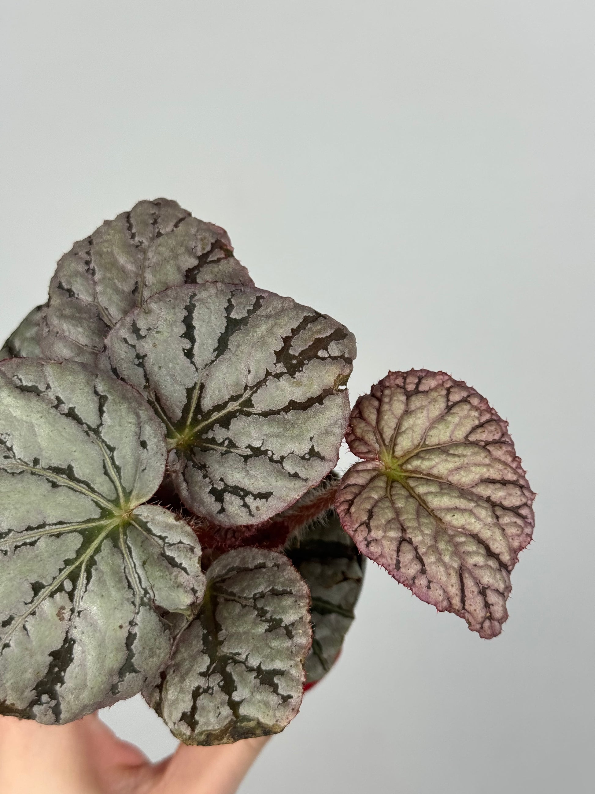 Begonia Rex “Chayo”
