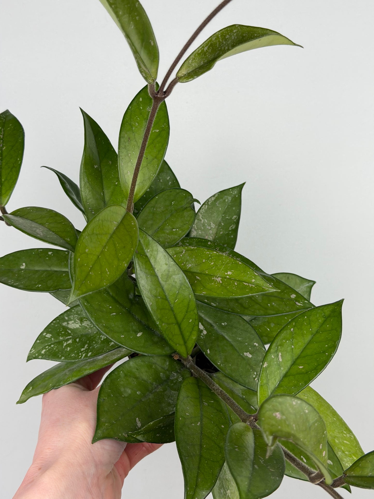 Hoya Carnosa 'Freckles Splash' Hoya Tropical Corner