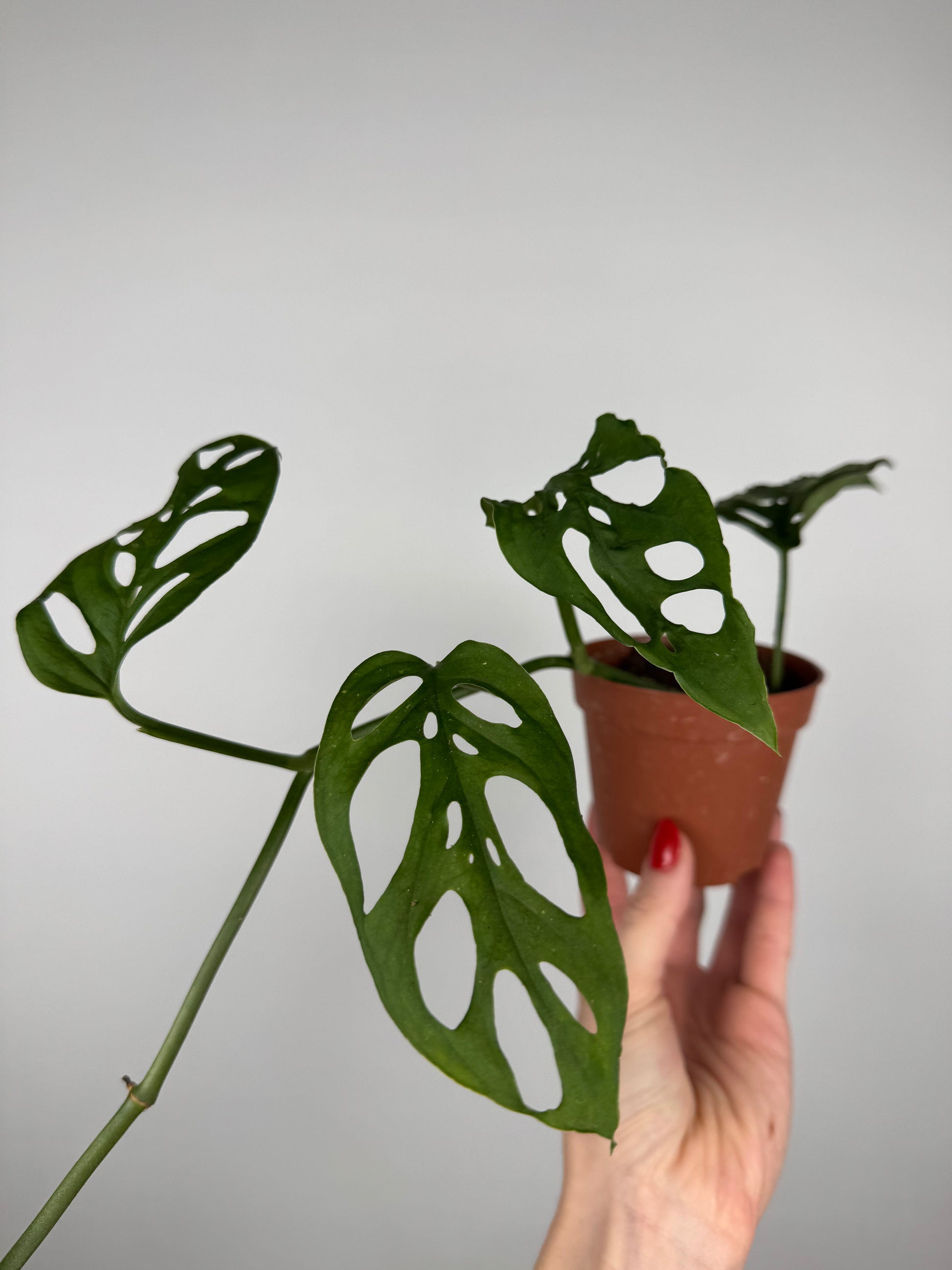 Monstera Adansonii | Kalea