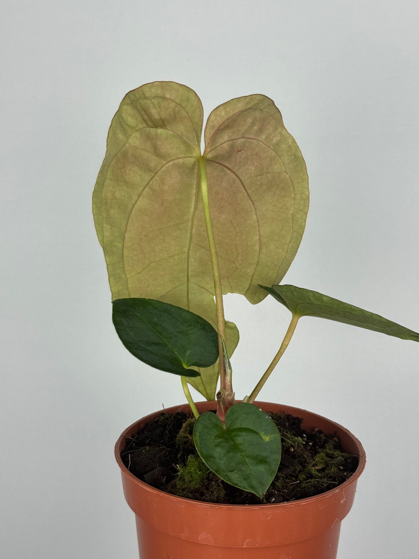 Anthurium Papillilaminum | Enea