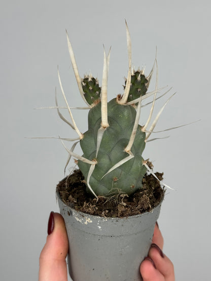 Tephrocactus articulatus papyracanthus