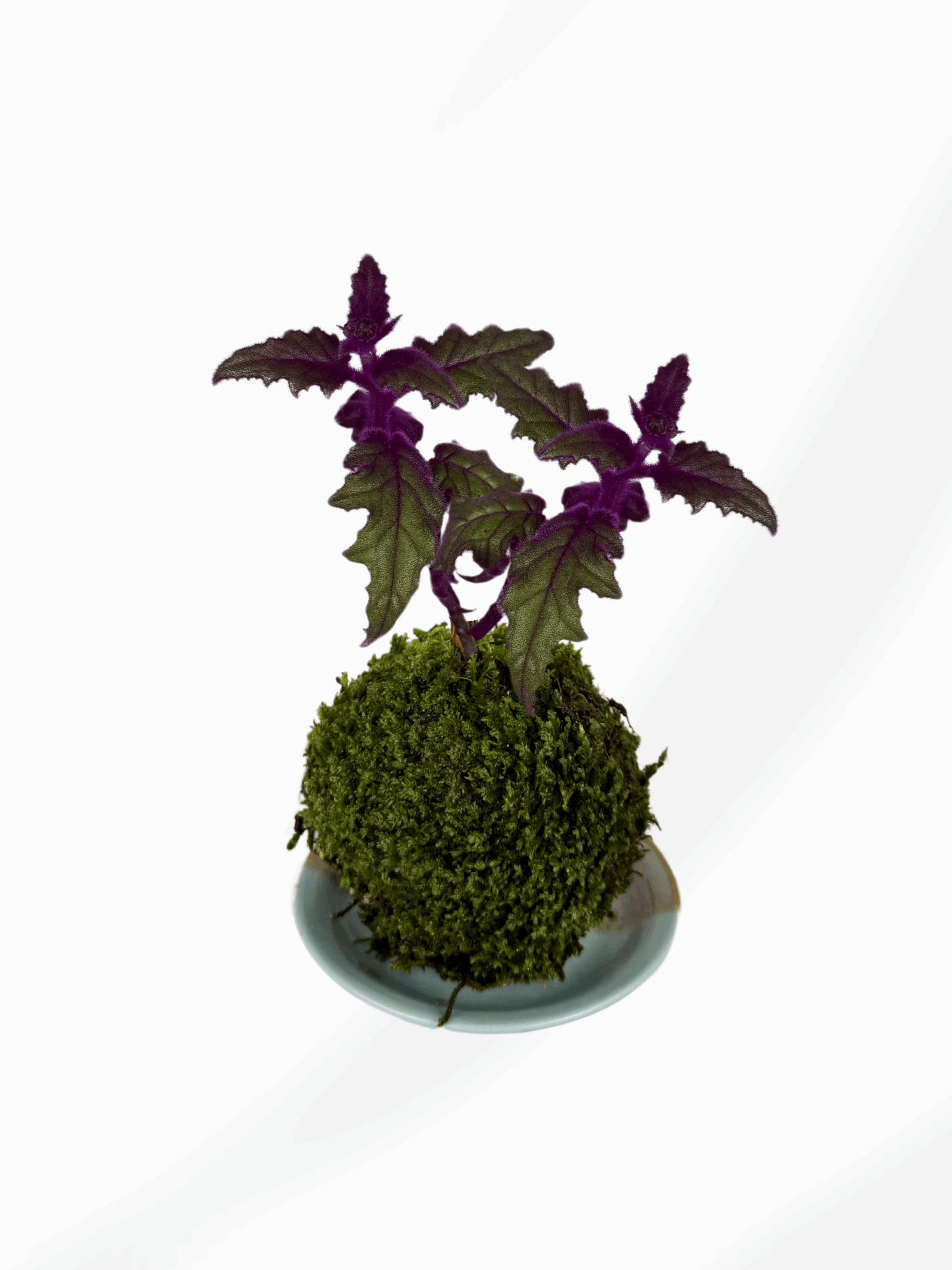 Kokedama | Gynura Aurantiaca “Purple Passion”