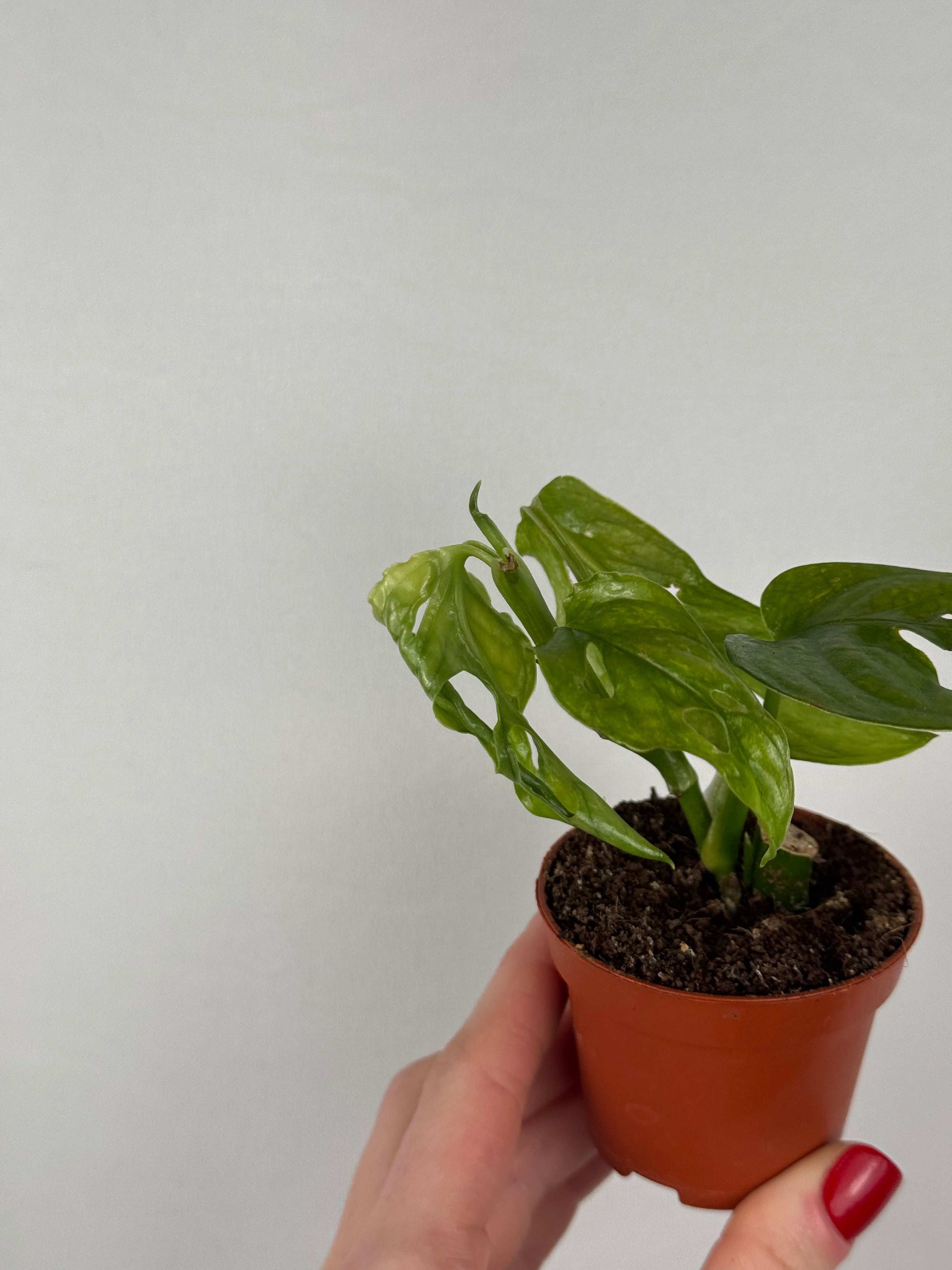 Monstera Adansonii “Mint” | Pinetta