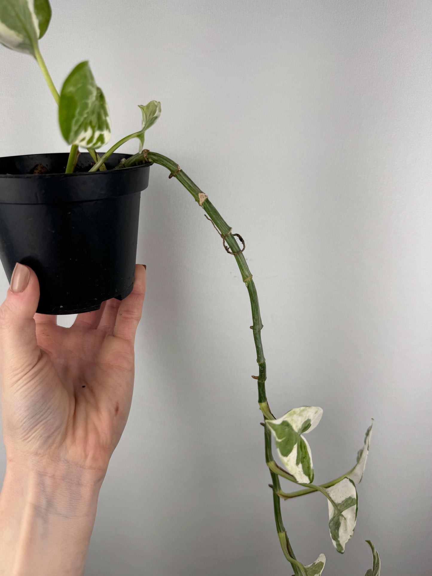 Epipremnum N’Joy | Nicolò