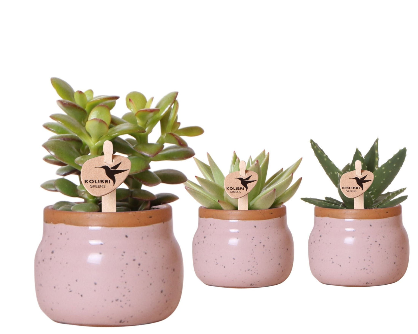 SuccuSet 'Vintage bowl' Succuset Tropical Corner