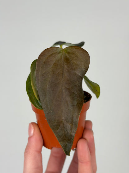 Anthurium 'Queen of heart' Anthurium Tropical Corner