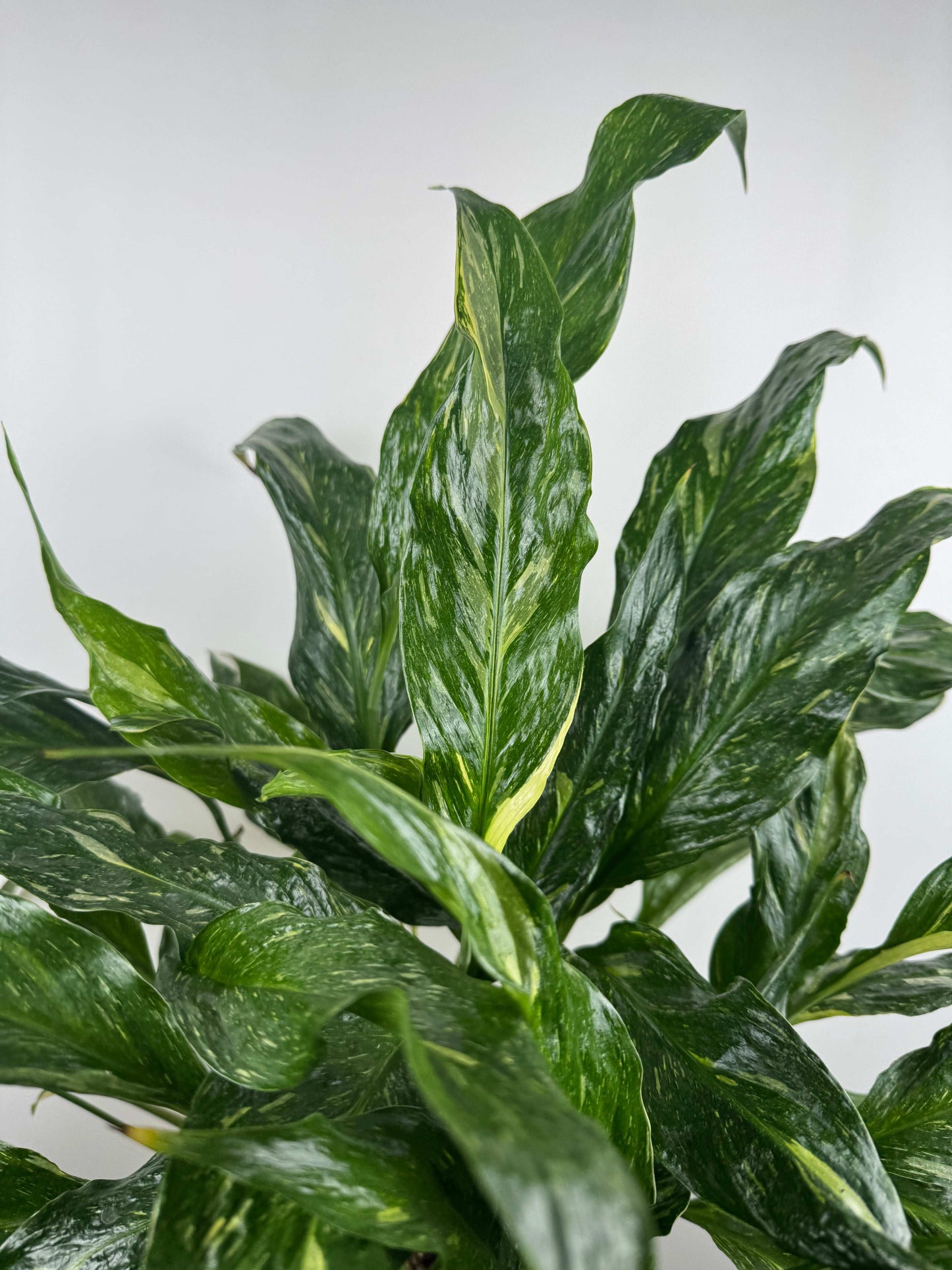 Spathiphyllum “Diamond Variegata”