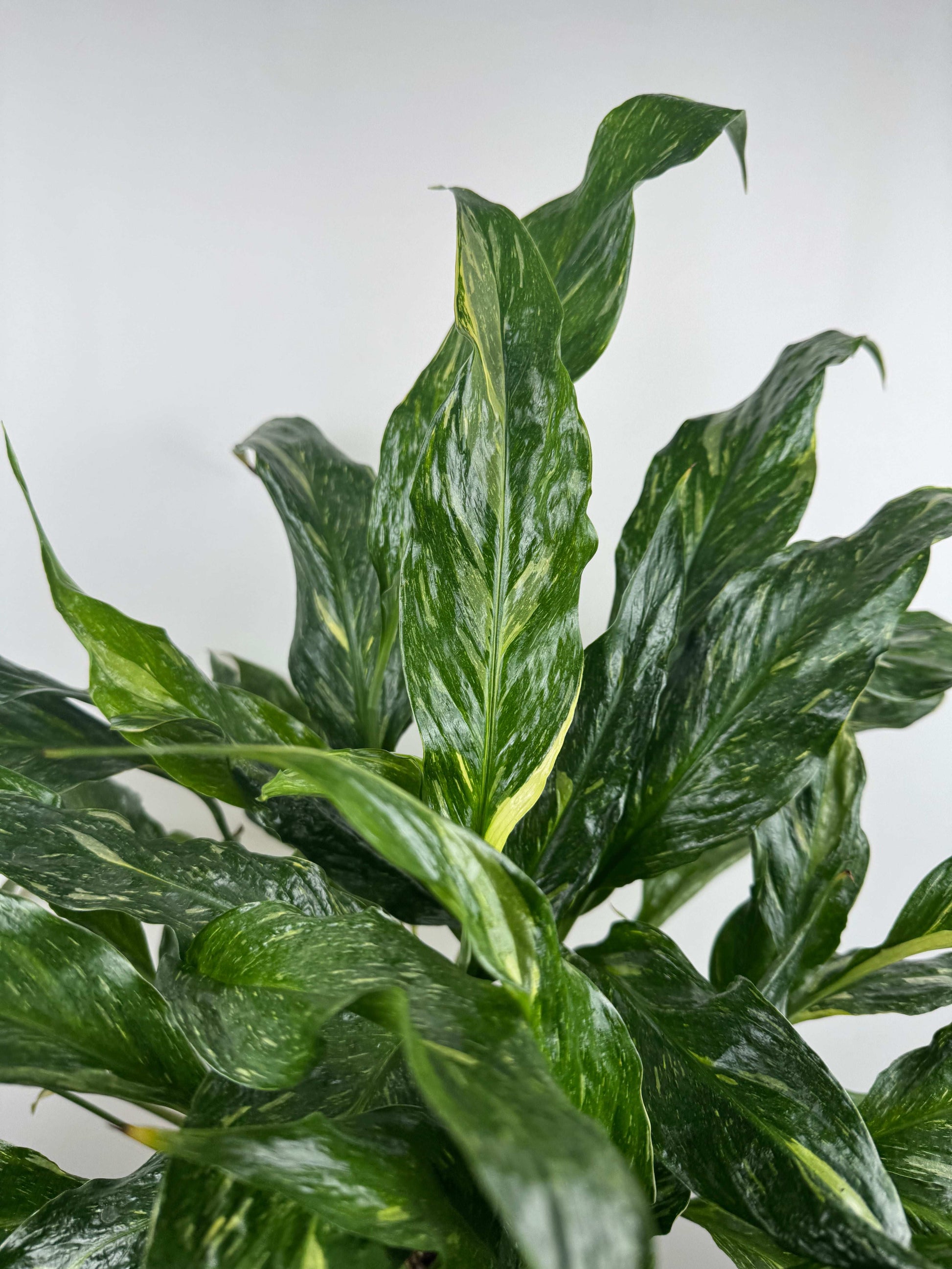 Spathiphyllum “Diamond Variegata”