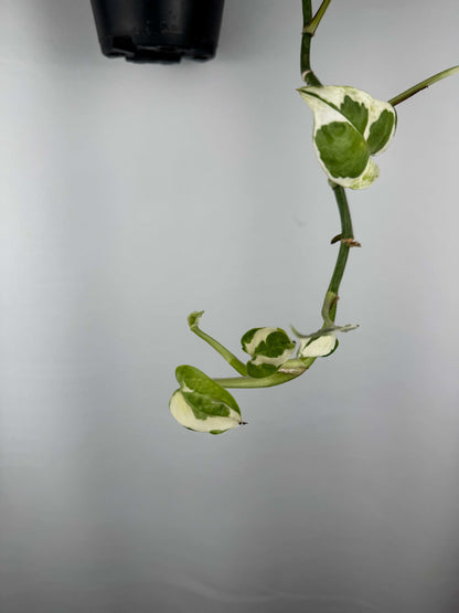 Epipremnum N’Joy | Davide