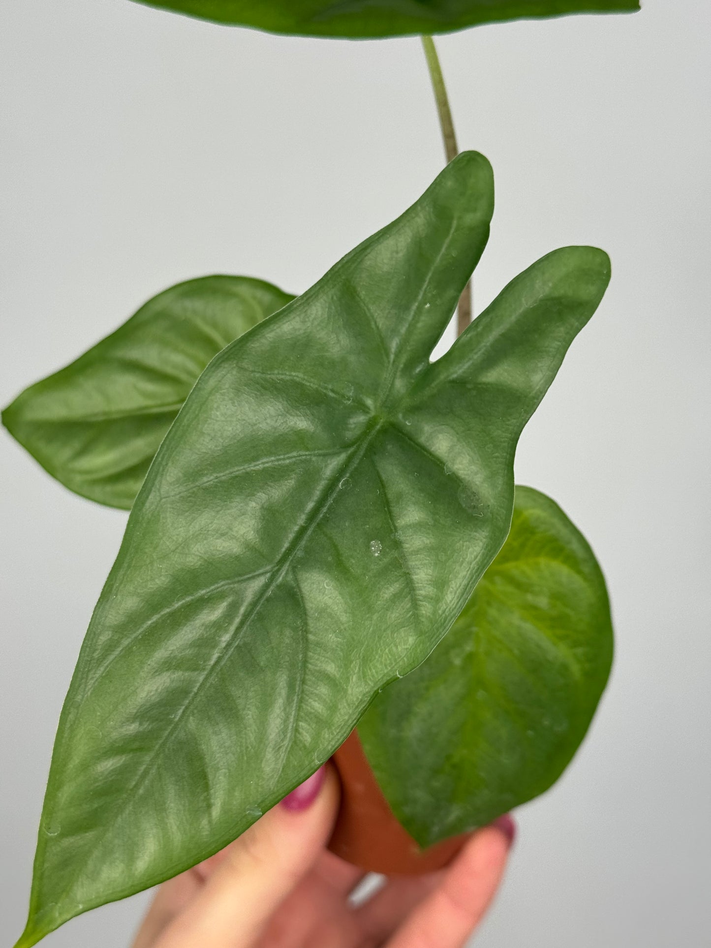 Alocasia Heterophylla “Corazon”