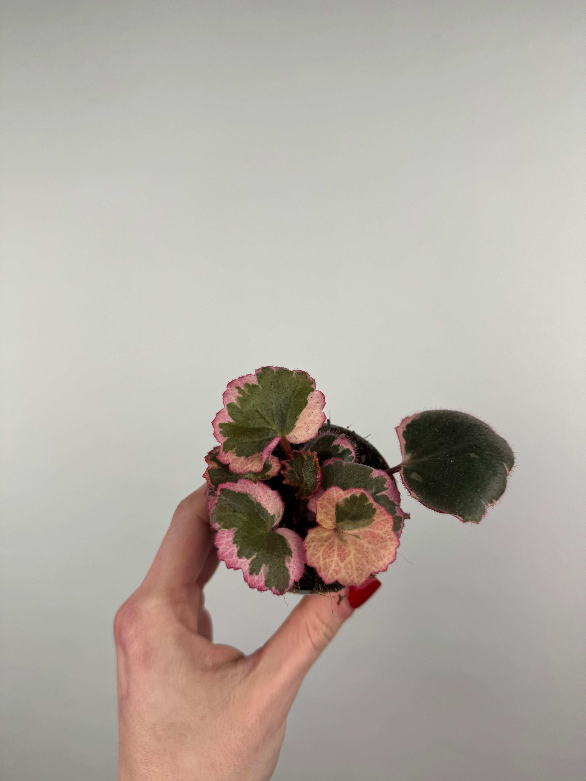 Saxifraga Stolonifera “Tricolor”
