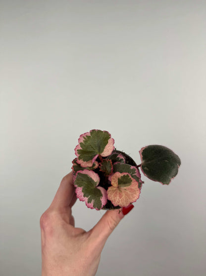 Saxifraga Stolonifera “Tricolor”