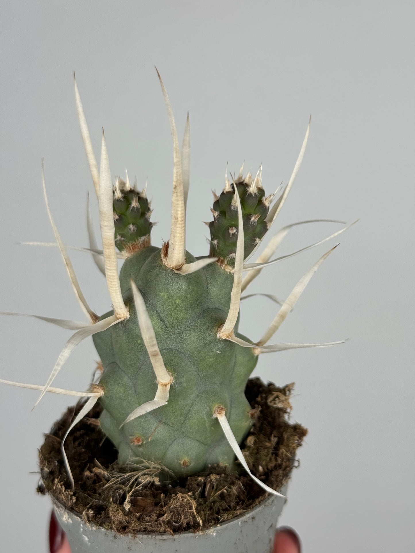 Tephrocactus articulatus papyracanthus