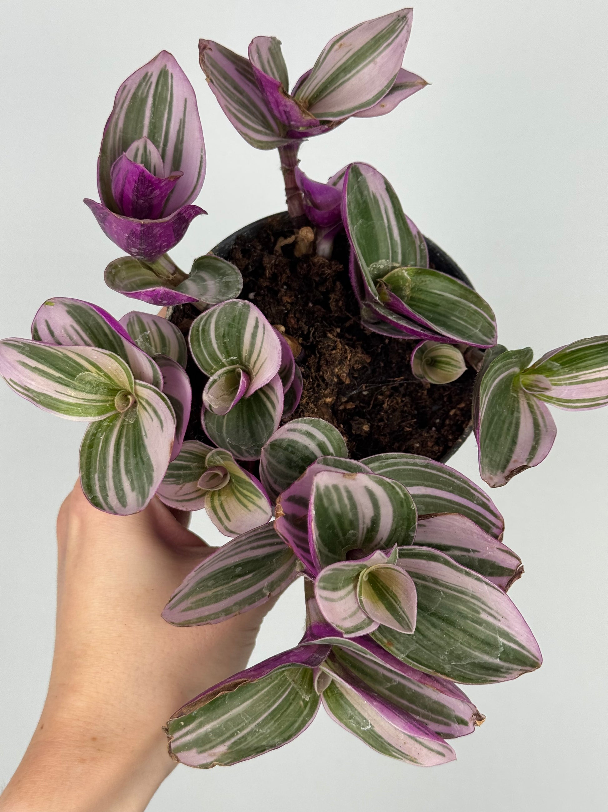 Tradescantia Nanouk | Zinnia