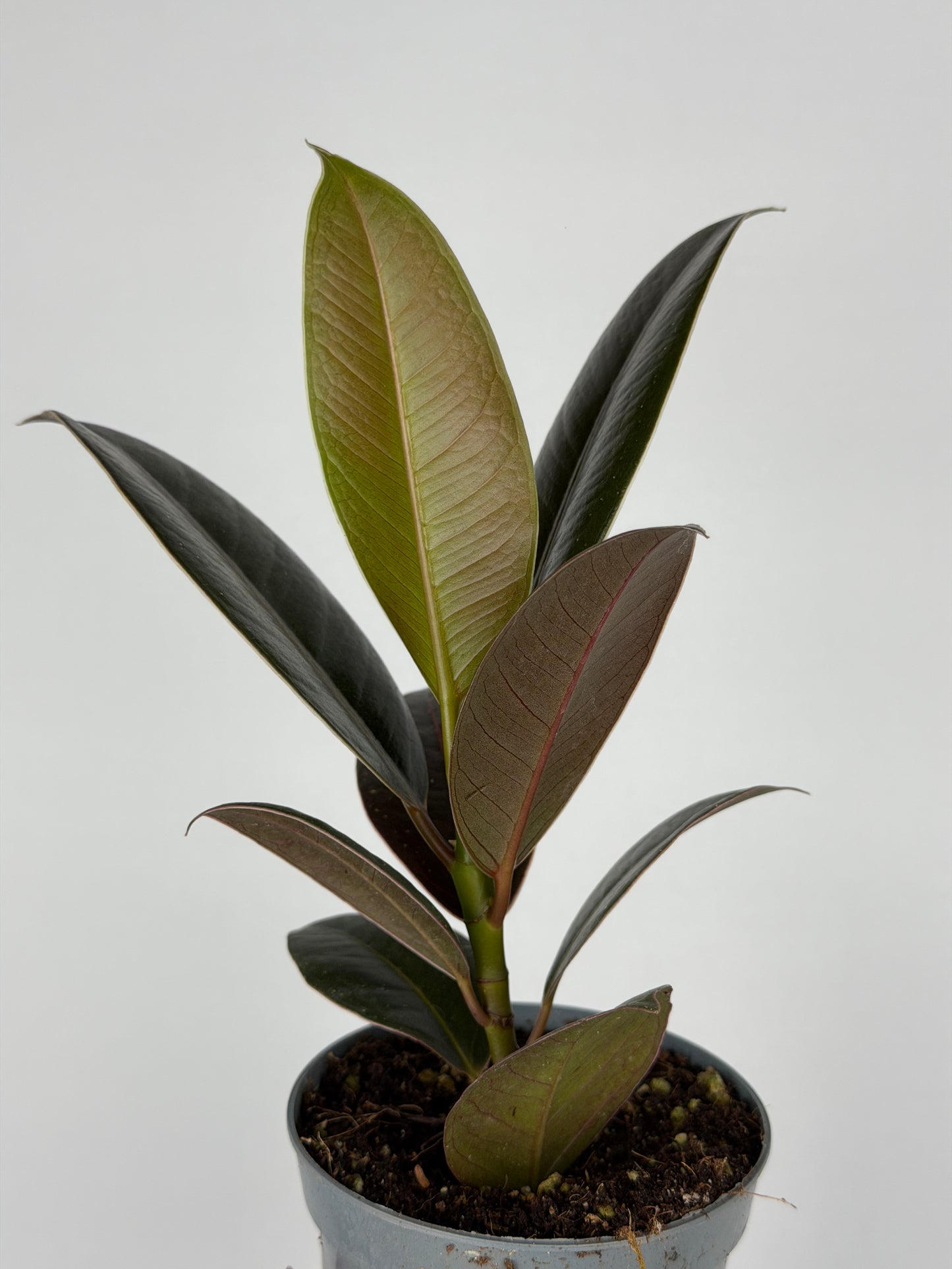 Ficus Elastica 'Melany'