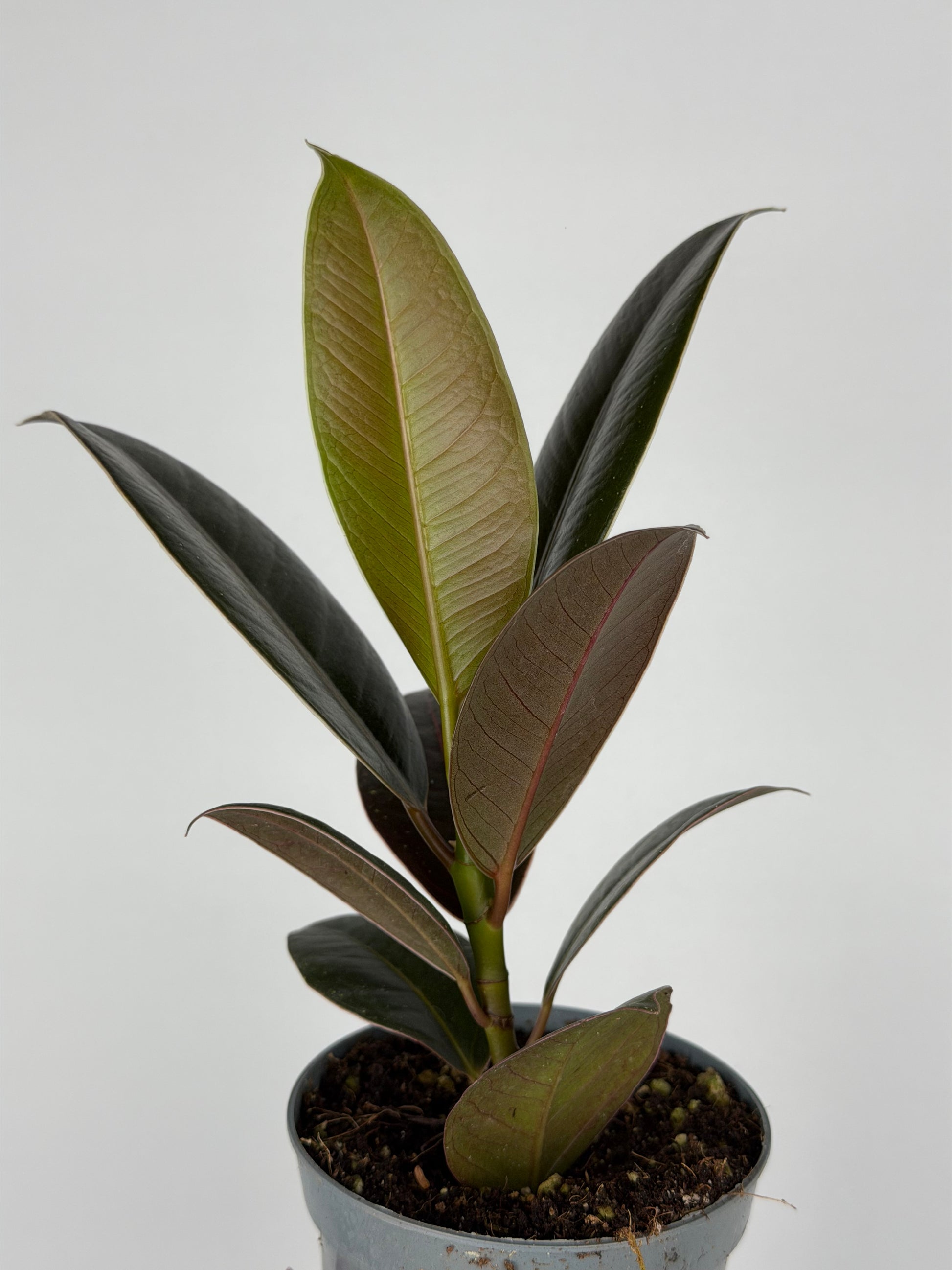 Ficus Elastica 'Melany'