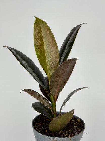 Ficus Elastica 'Melany'