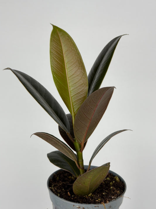 Ficus Elastica 'Melany'