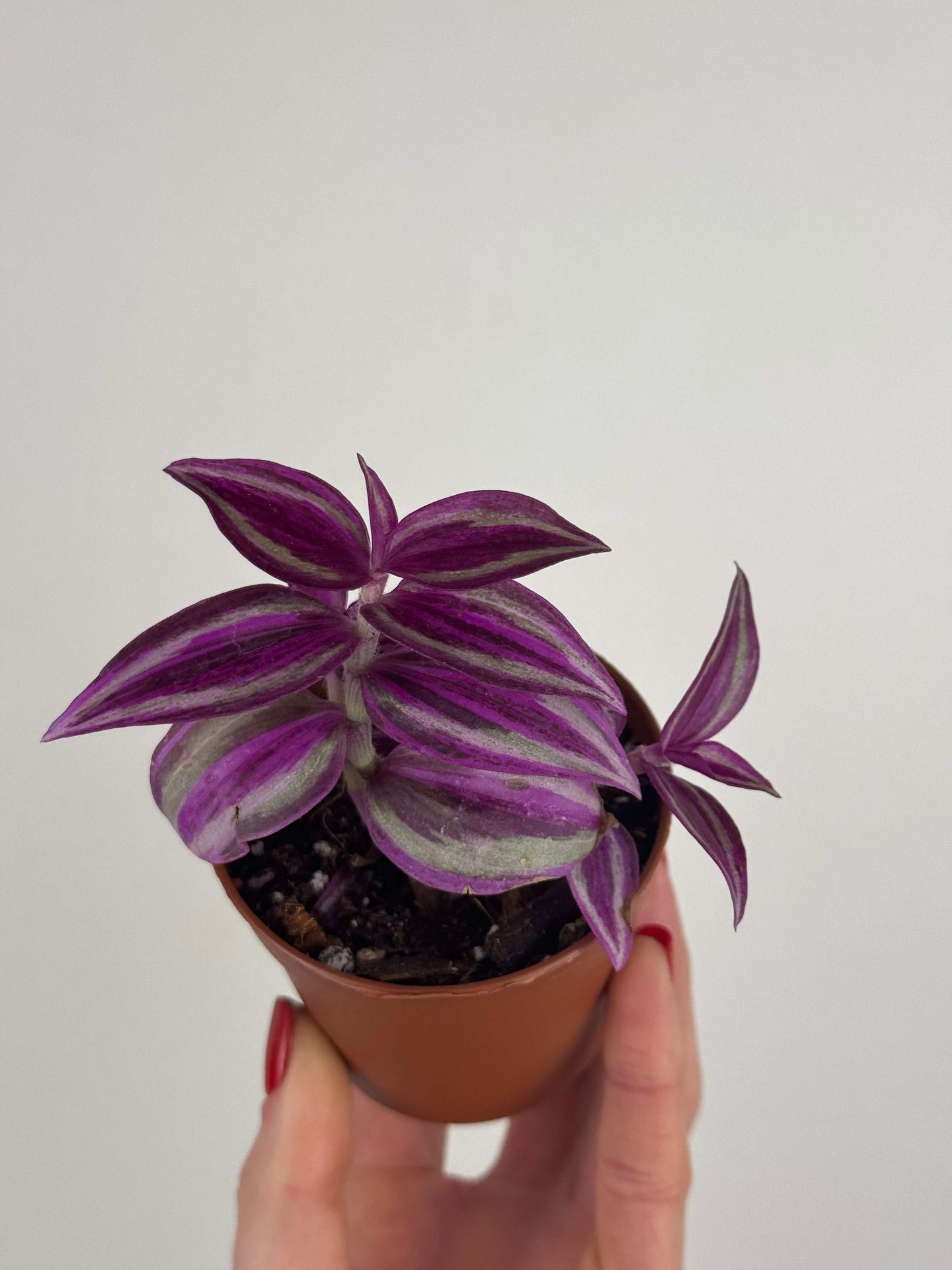 Tradescantia “Pink Paradise”