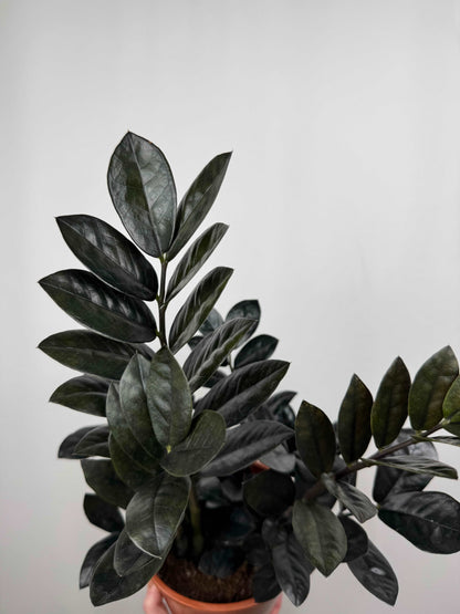 Zamioculcas “Black Raven”