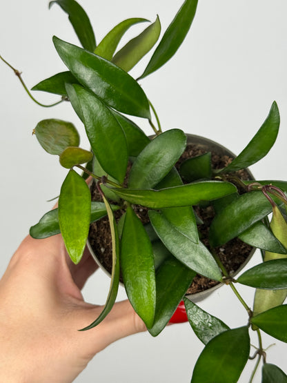 Hoya Rosita