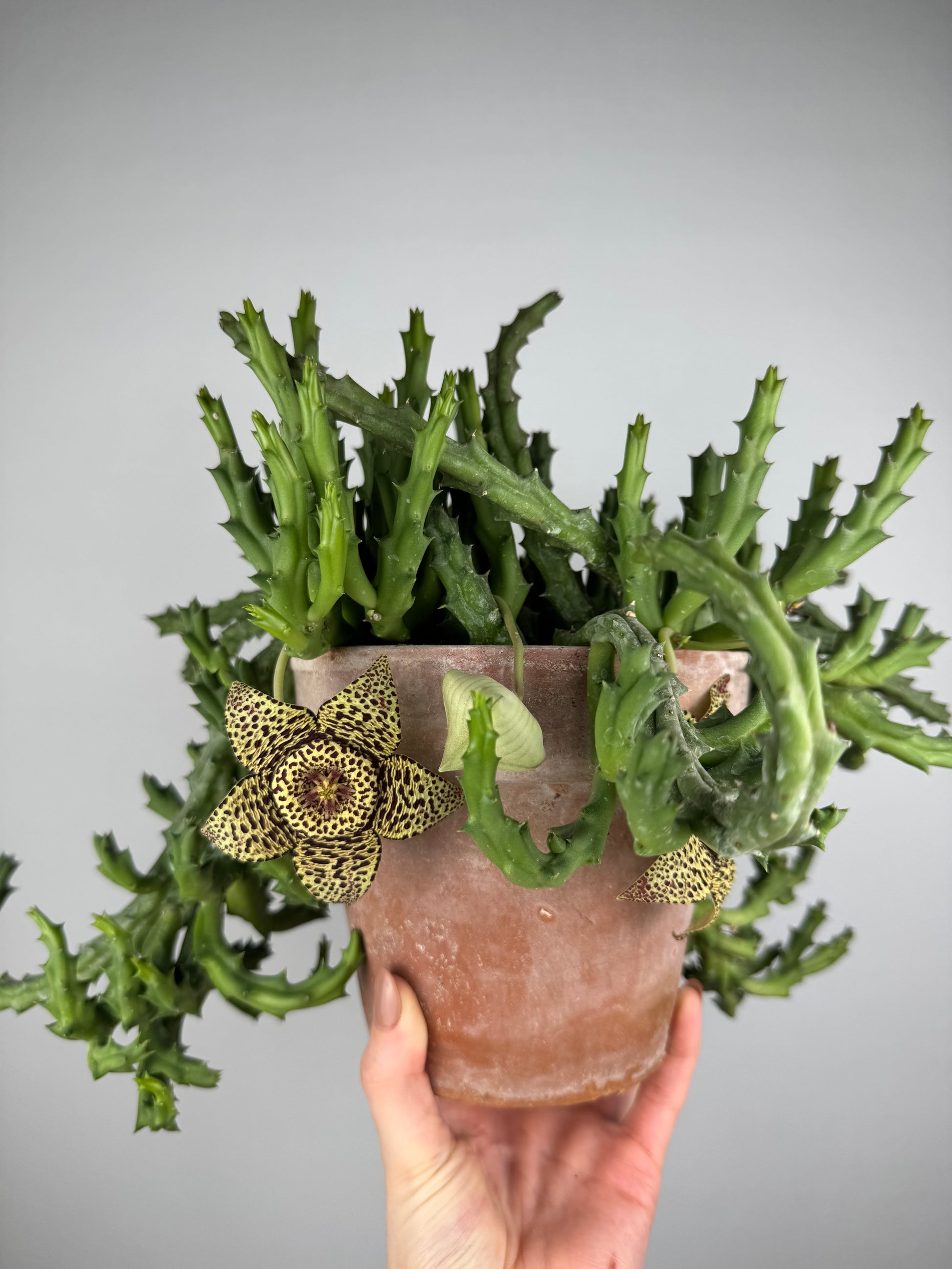 Stapelia Huernia “Variegata”