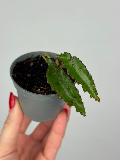 Begonia Amphioxus | Isolde