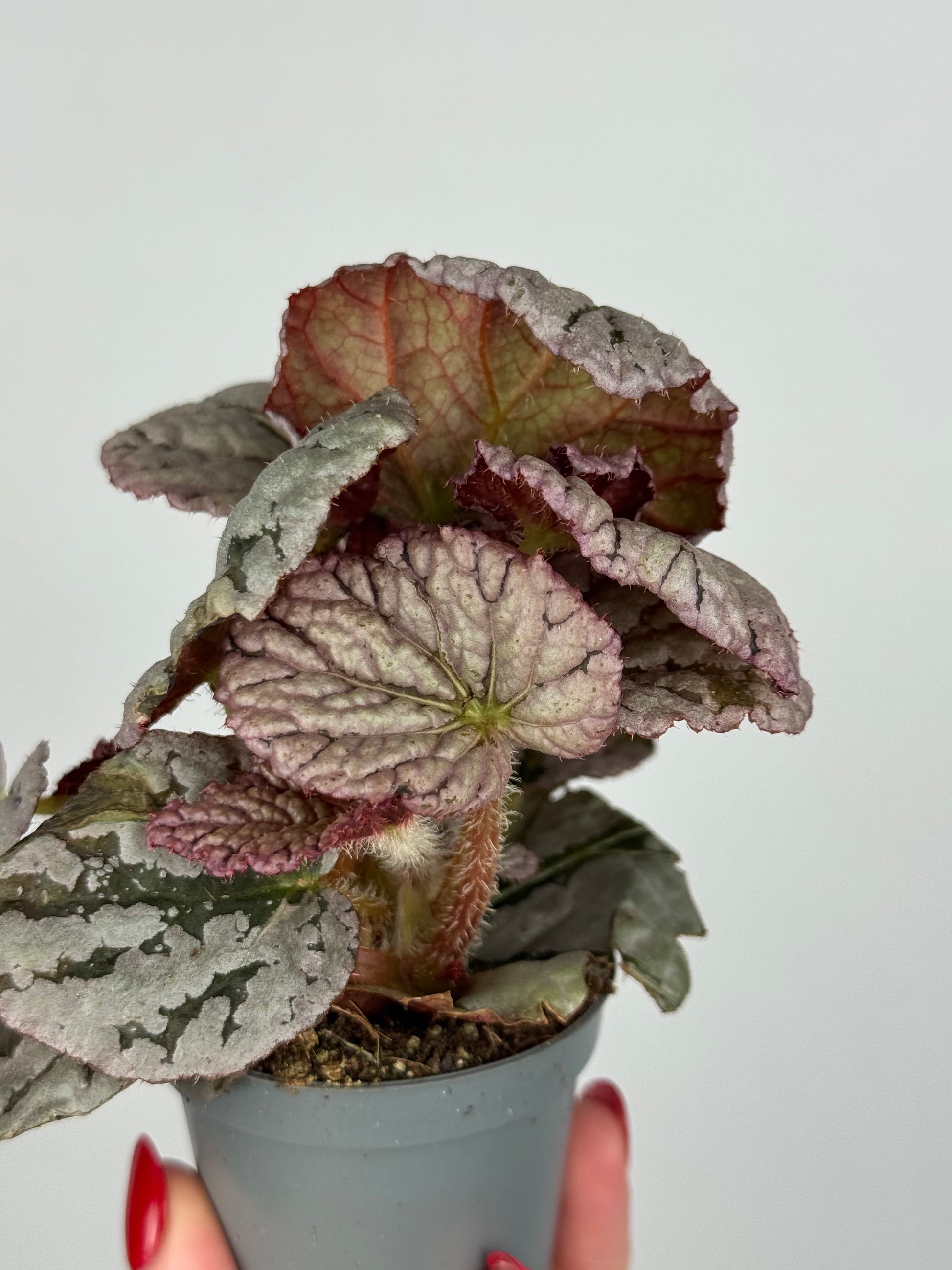 Begonia Rex “Chayo”
