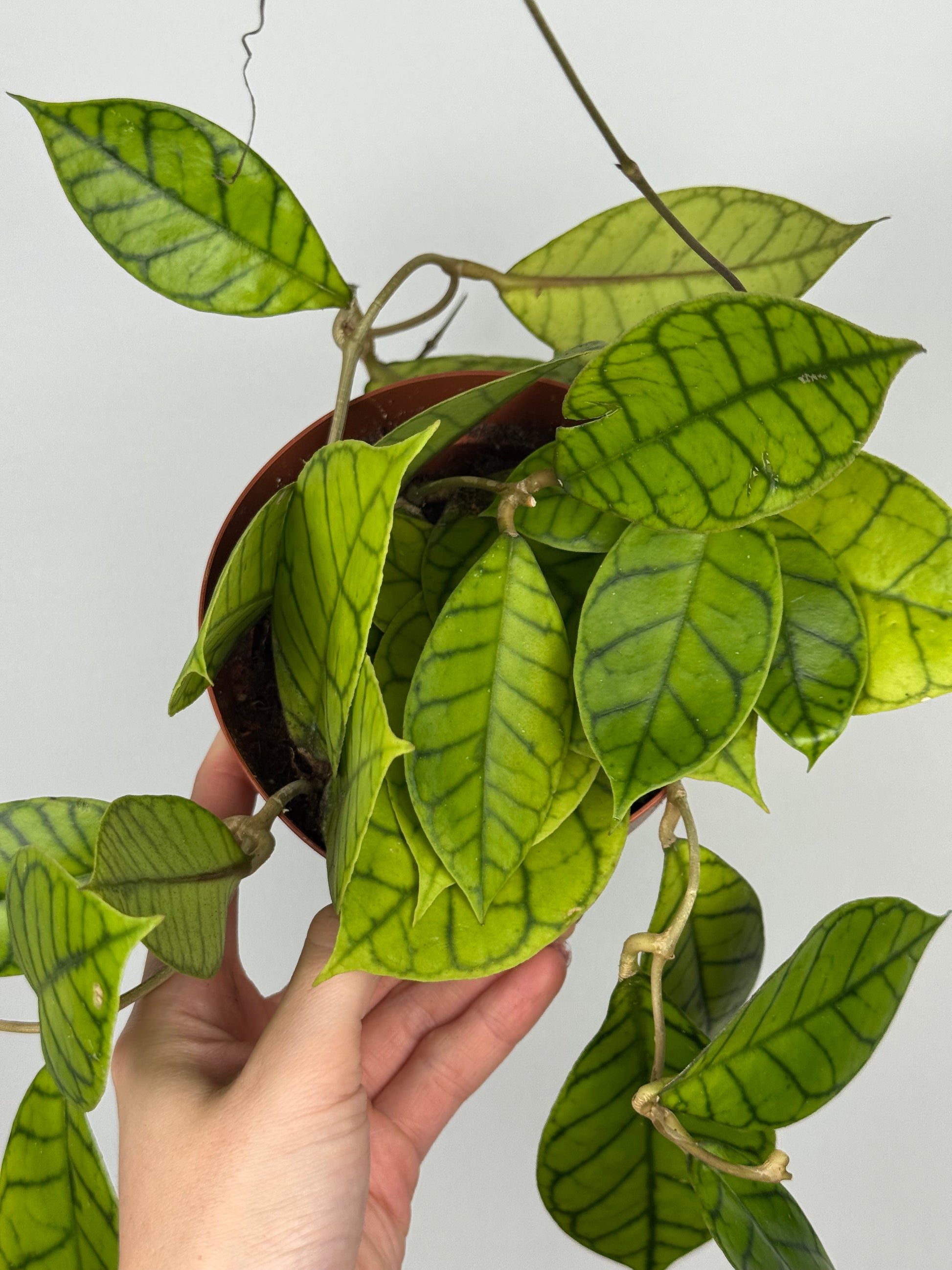 Hoya Callistophylla 'KAL 16'