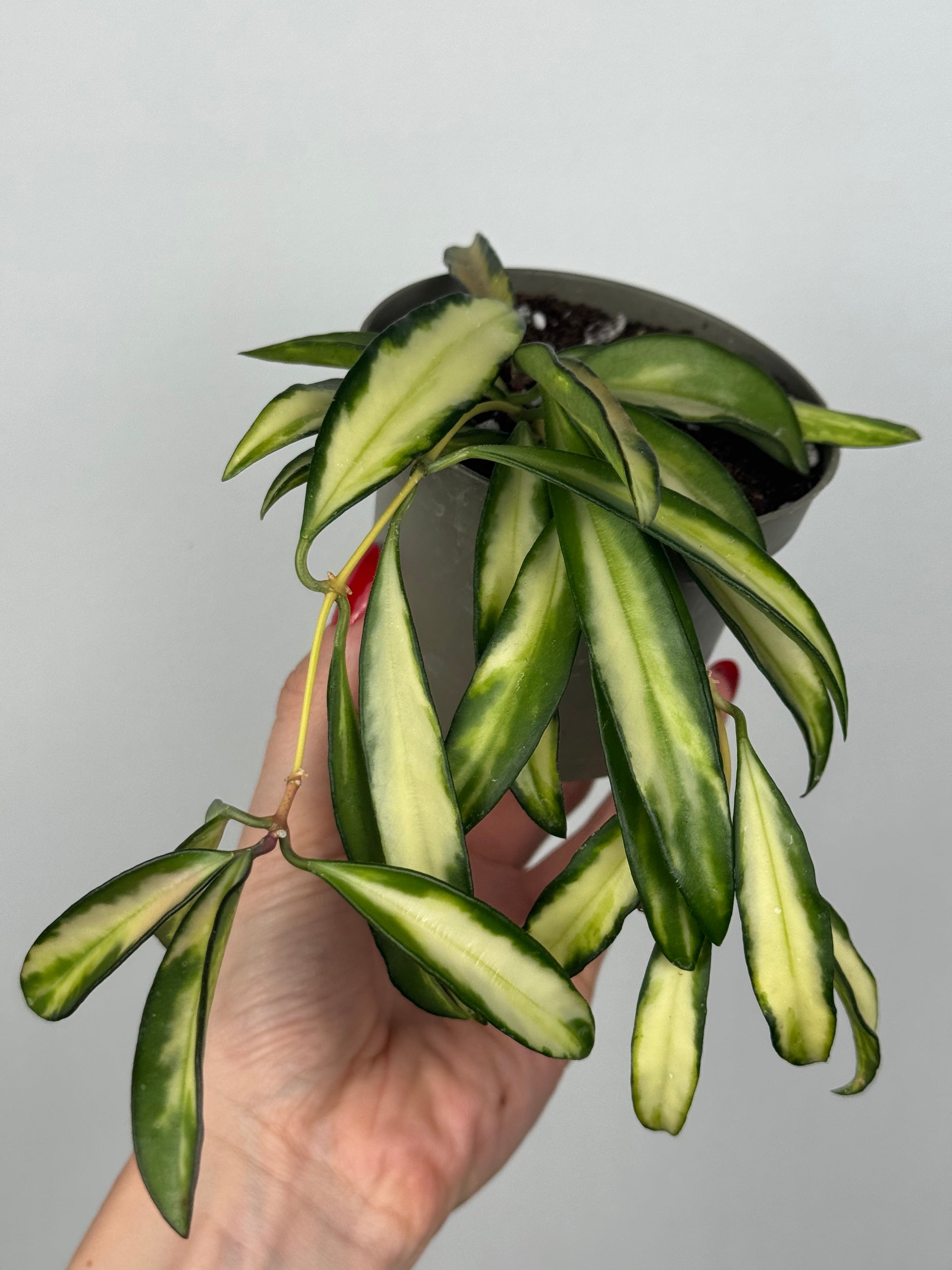 Hoya Wayetii 'Tricolor'