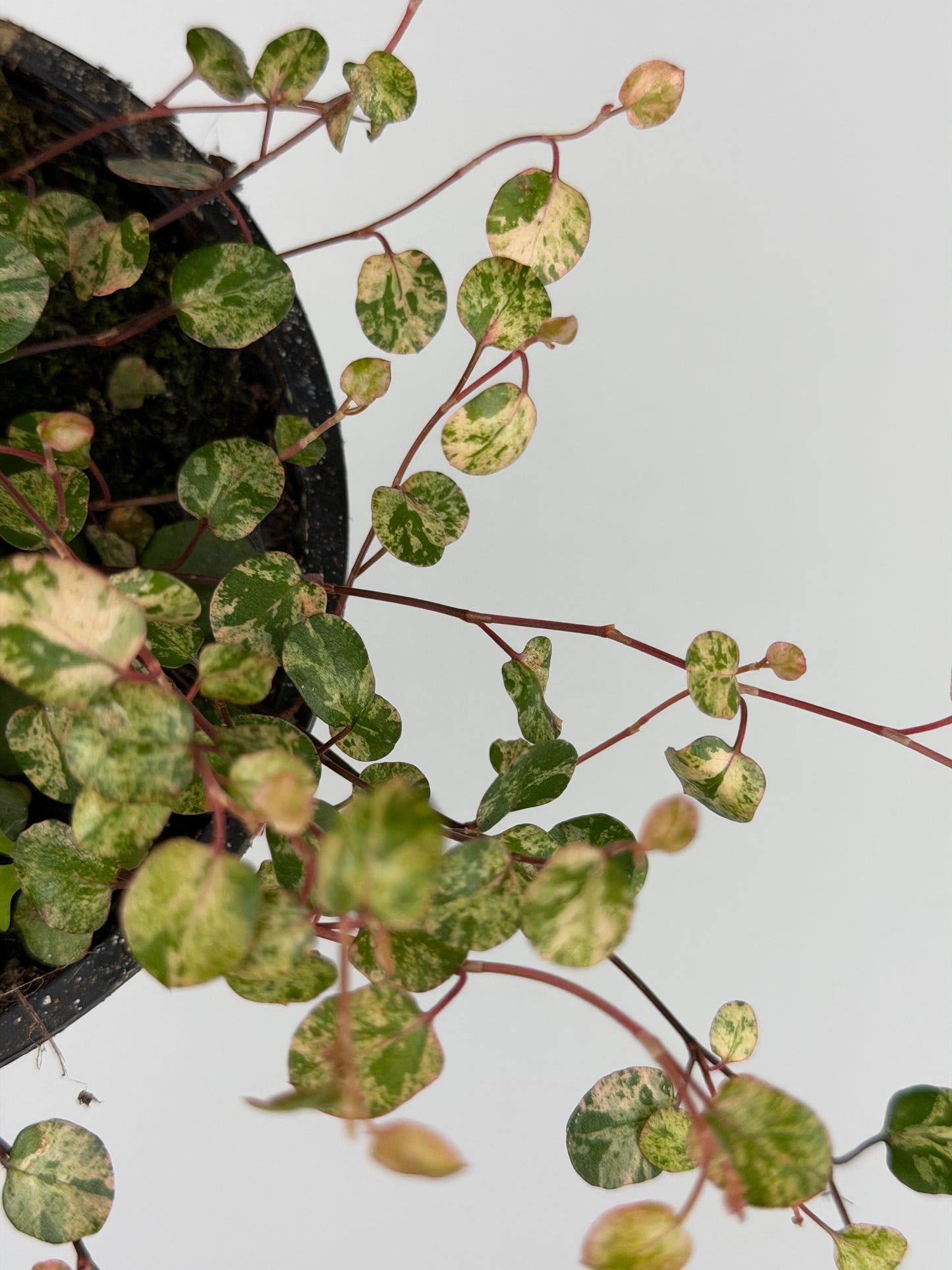 Muehlenbeckia complexa Mao'ri 'Pink Camouflage'