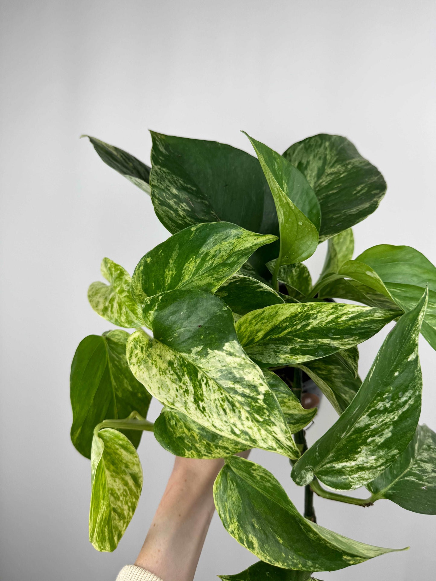 Epipremnum Marble Queen