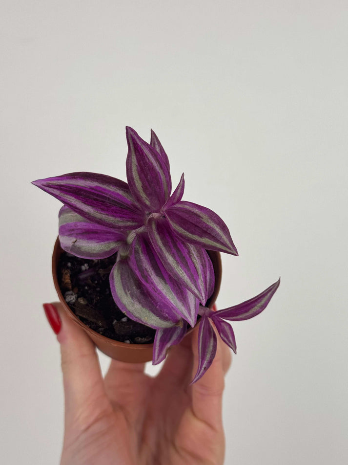 Tradescantia Pink Paradise