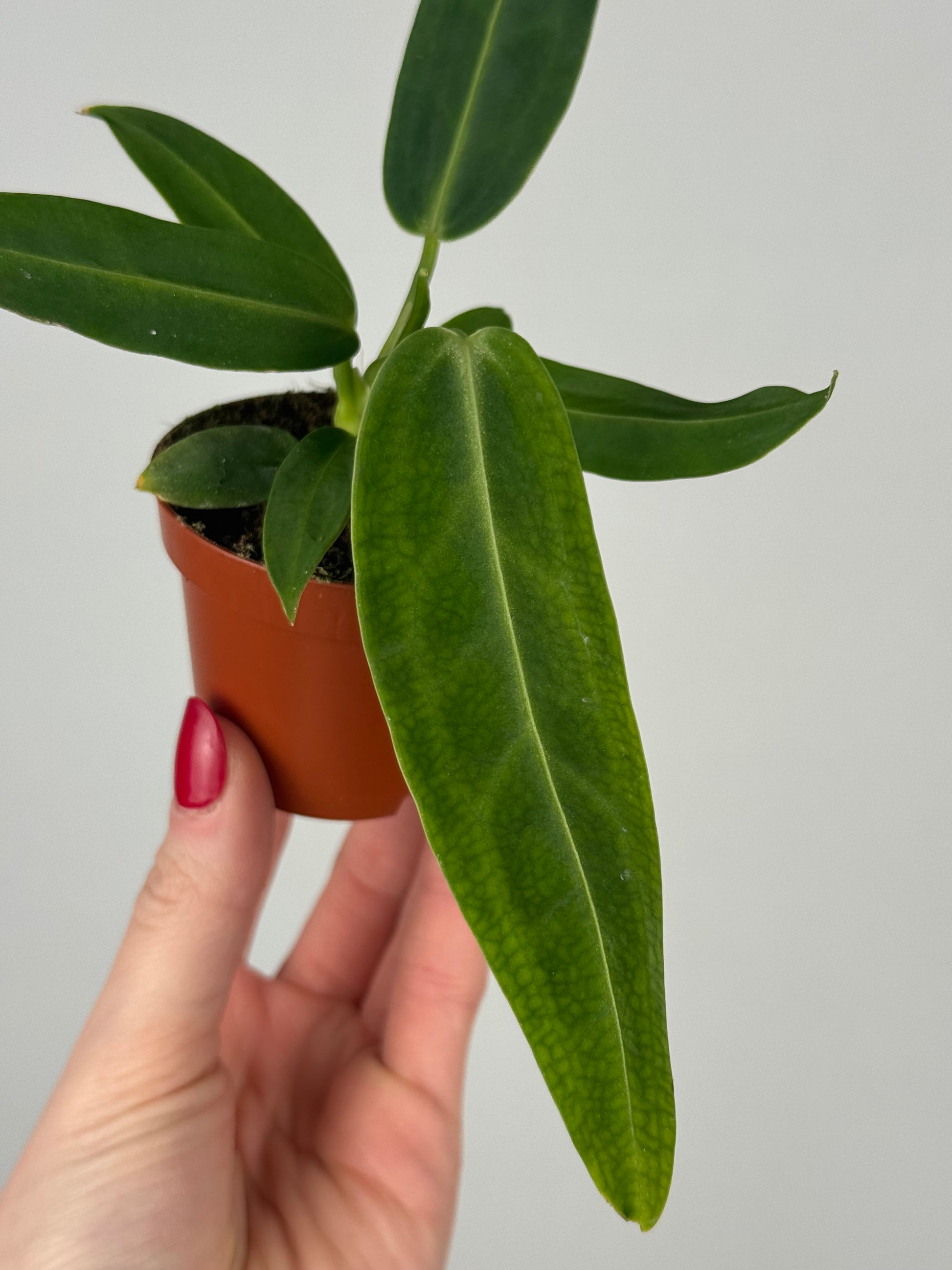 Anthurium Warocqueanum