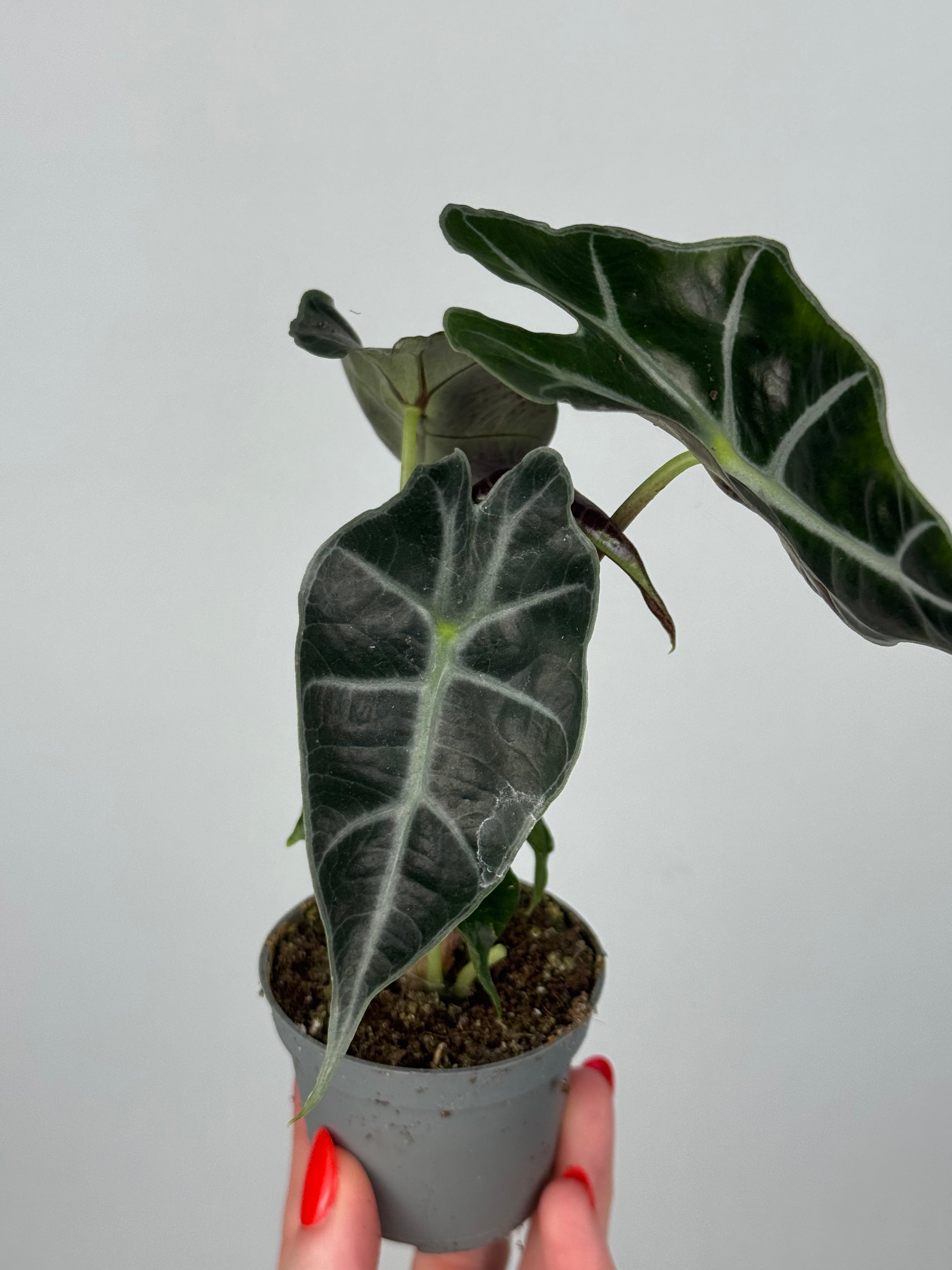 Alocasia Amazonica “Polly”