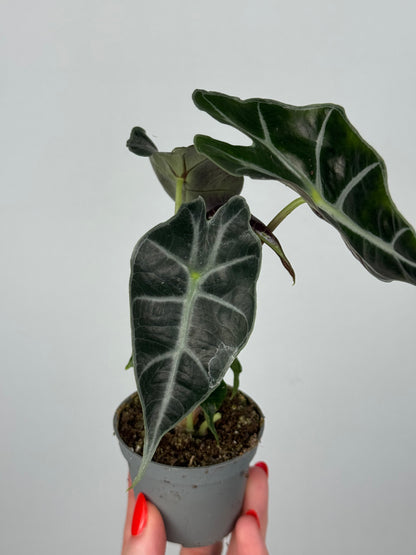 Alocasia Amazonica “Polly”