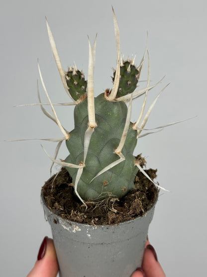 Tephrocactus articulatus papyracanthus