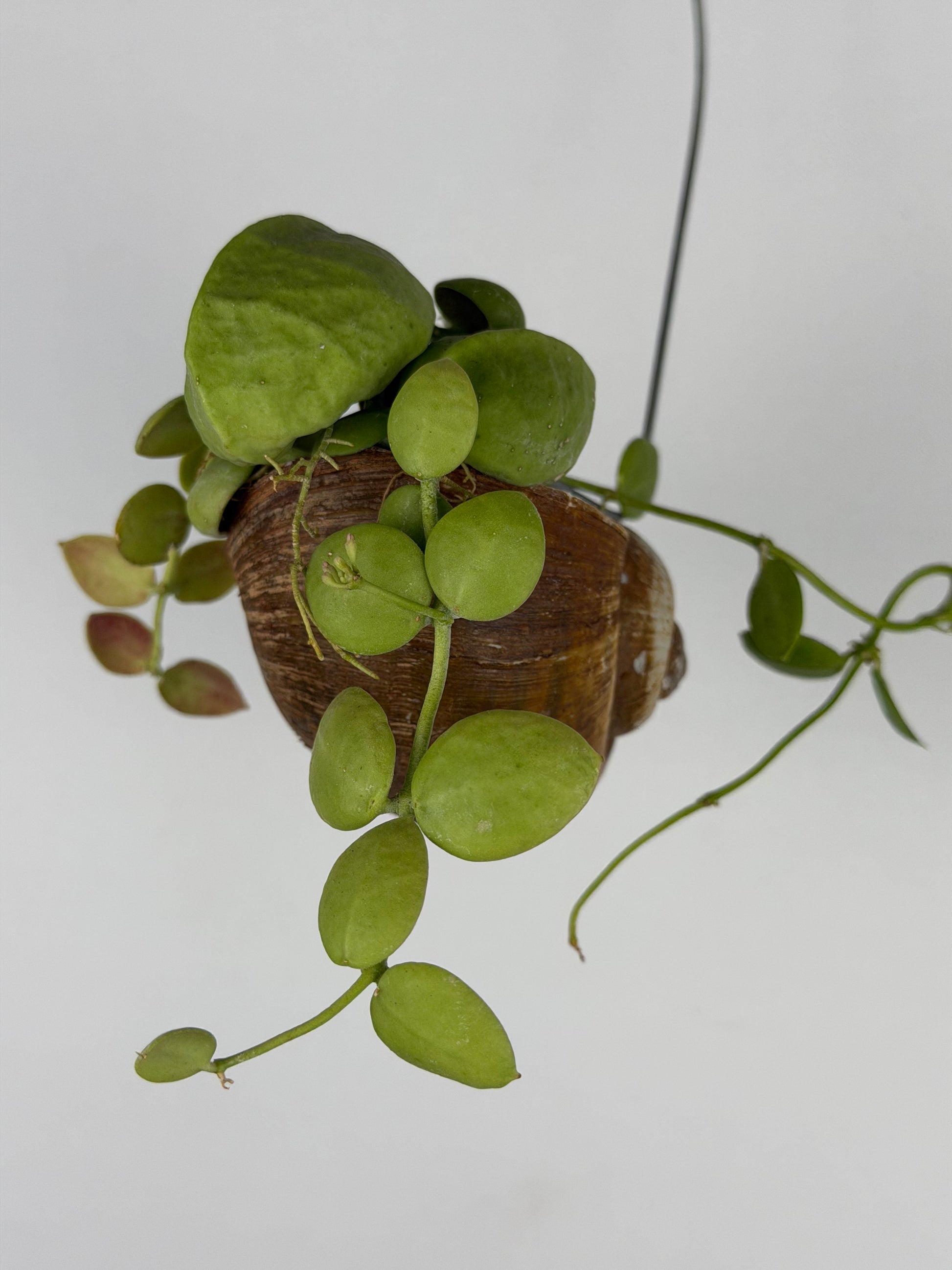 Dischidia 'Pectinoides' | Shelly hag Dischidia Tropical Corner