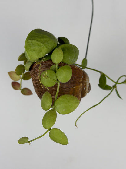 Dischidia 'Pectinoides' | Shelly hag Dischidia Tropical Corner