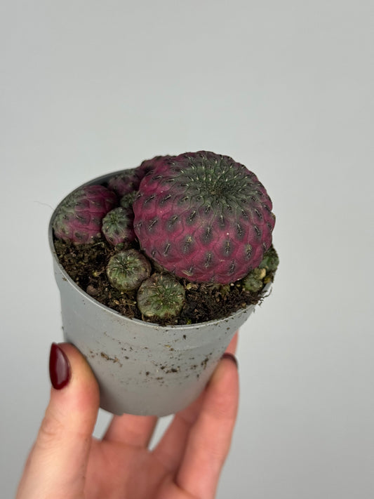 Sulcorebutia rauschii violacidermis