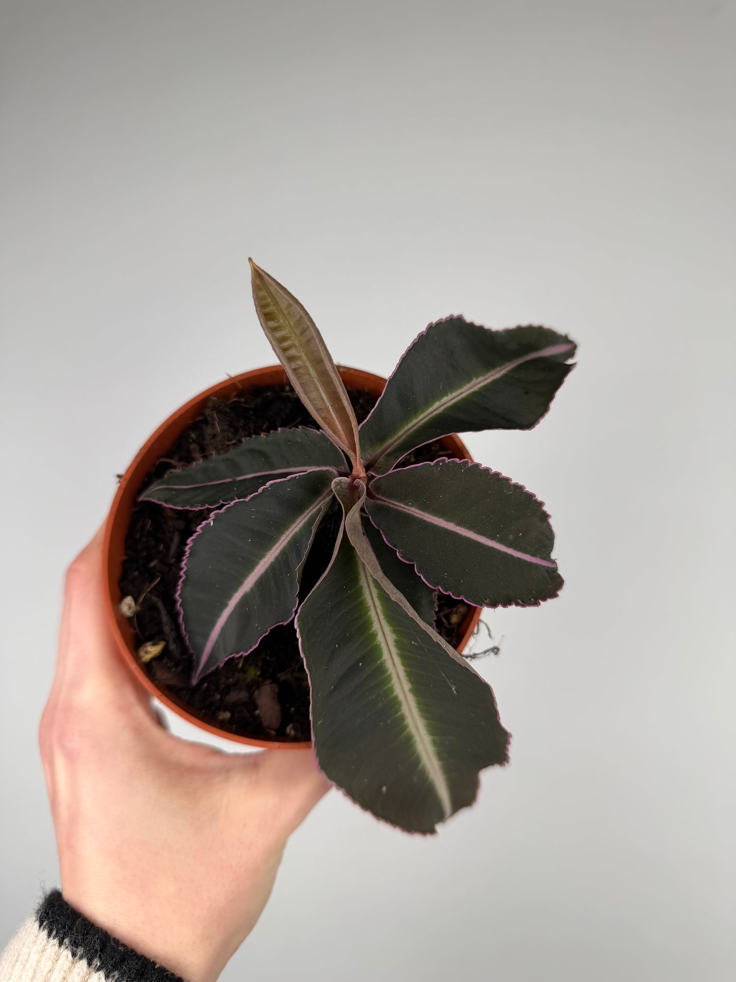 Labisia Pumila 'Electric Pink' Labisia Tropical Corner